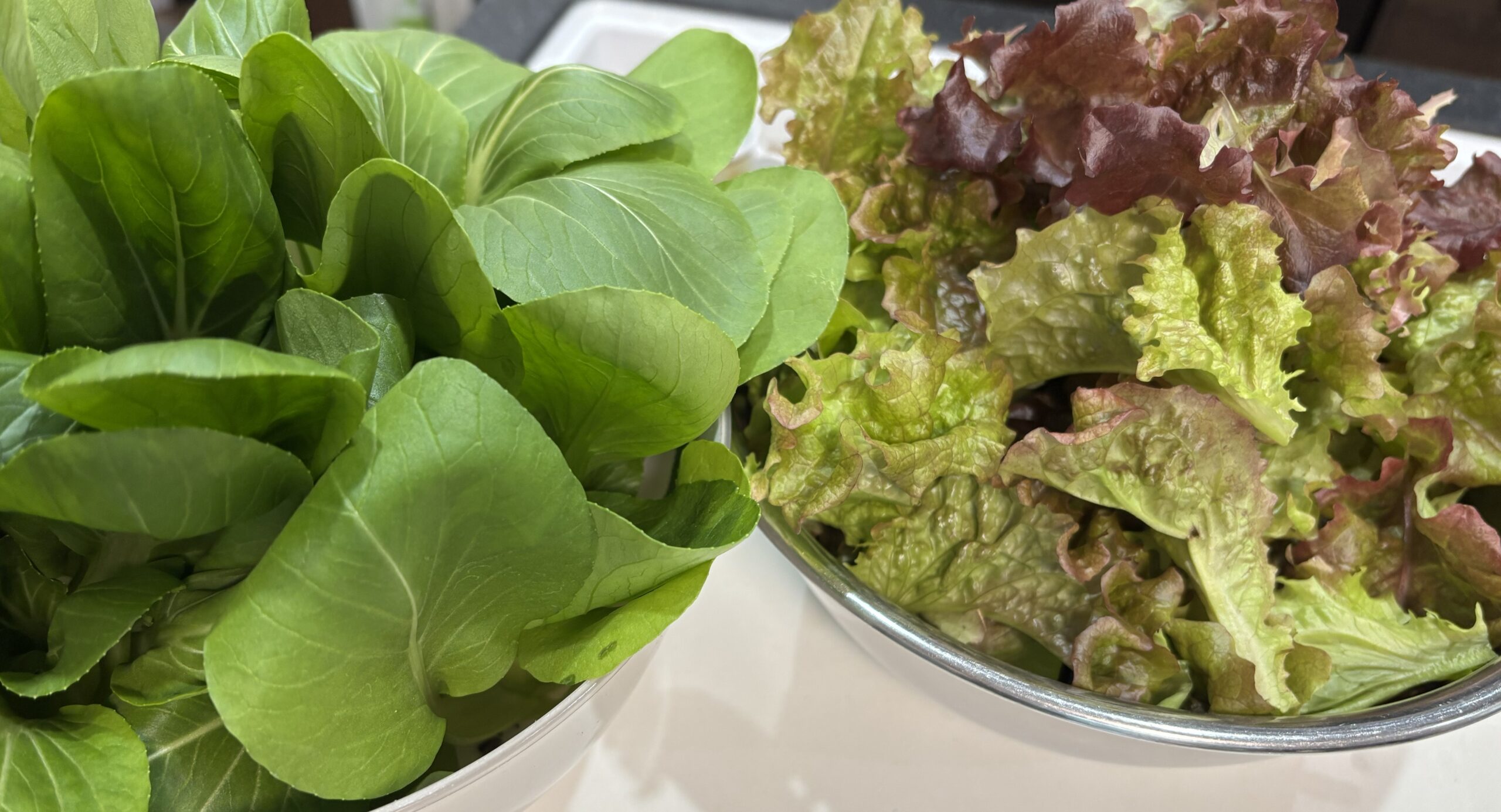 小松菜サニーレタス